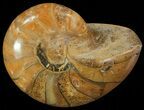 Polished Nautilus Fossil - Madagascar #67910-1
